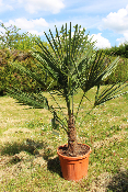 Palmier de Chine (Trachycarpus Fortunei)