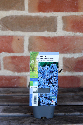 PLANTE VIVACE - Phlox