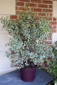 PLANTE D'EXTERIEUR - Pittosporum Variegatum