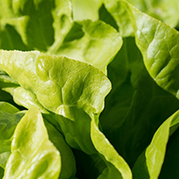 PLANTS DE SALADES BATAVIA