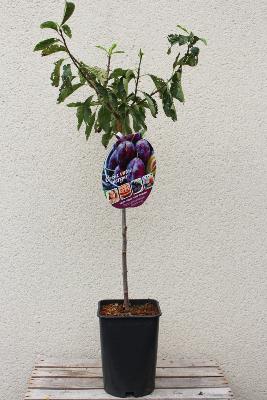 ARBRE FRUITIER - Quetschier "Prunus Altesse Double"