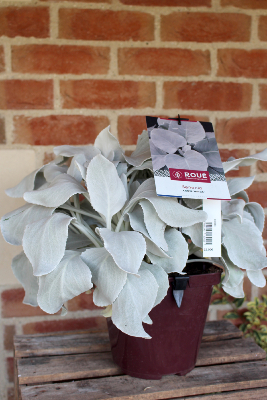 Senecio Wings, Plante Extérieure La Fontaine Fleurie