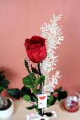 SAINT-VALENTIN - Soliflore rose éternelle