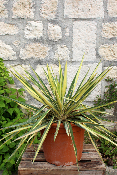 PLANTE D'EXTÉRIEUR - Yucca Filamentosa