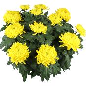 PLANTE D'EXTÉRIEUR - Chrysanthème 12 têtes
