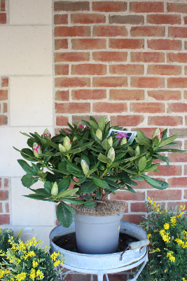 PLANTE D'EXTERIEUR - Rhododendron