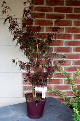 Erable du Japon - Acer Palmatum 'Seiryu'