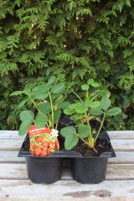 FRUIT À PLANTER - Fraisier précoce 'Gariguette' - Barquette de 6