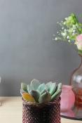 PLANTE GRASSE - Succulente à l'unité