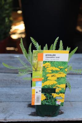 PLANTE VIVACE - Achillée