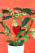  SAINT-VALENTIN - Stéphanotis 