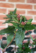 PLANTE D'EXTERIEUR - Laurier-Tin Gwenllian