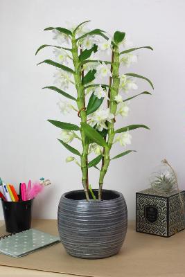 ORCHIDÉE - Dendrobium