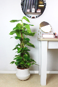 PLANTE D’INTÉRIEUR - Pothos (scindapsus)