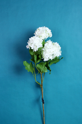 FLEUR ÉTERNELLE - Viburnum