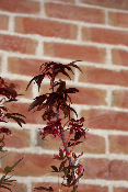 Erable du Japon - Acer Palmatum 'Skeeter's Broom'