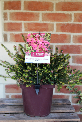 PLANTE D'EXTERIEUR - Bruyère Erica à Floraison d'Hiver