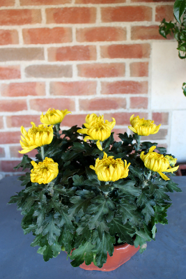 PLANTE D'EXTÉRIEUR - Chrysanthème 8-9 têtes