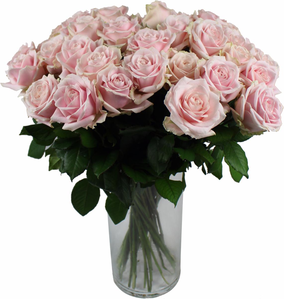 Rose Sweet Avalanche A Lunite