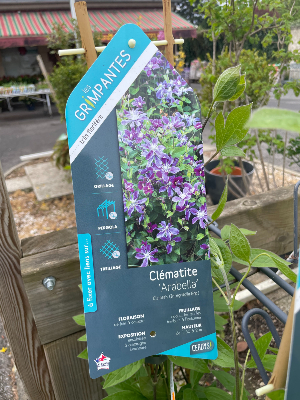 PLANTE GRIMPANTE - Clématite