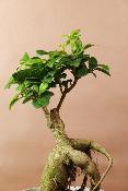 OSAKA - Petit bonsaï d'intérieur