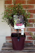 PLANTE D'EXTERIEUR - Pittosporum Dark Diva