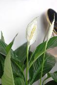 PLANTE D’INTÉRIEUR - Spathiphyllum