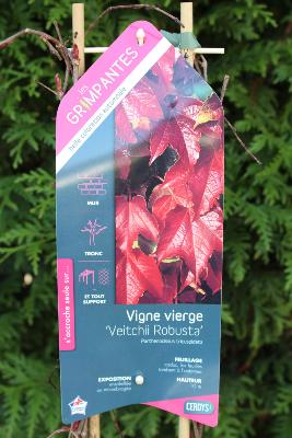 PLANTE GRIMPANTE - Vigne vierge