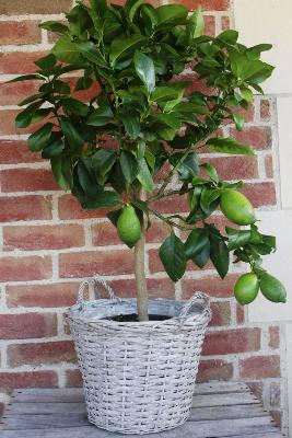 ARBRE FRUITIER - Citronnier