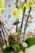 NOËL - Composition d'orchidées panier doré