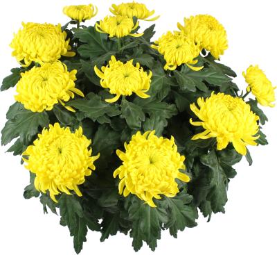 PLANTE D'EXTÉRIEUR - Chrysanthème 12 têtes