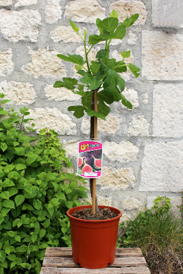 ARBRE FRUITIER - Figuier Ficus Carica