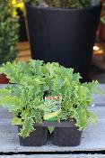 LÉGUME À PLANTER - Chou kale