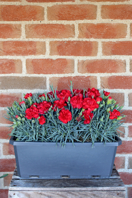 PLANTE D'EXTÉRIEUR : Jardinière d'oeillets