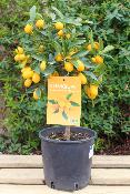 ARBRE FRUITIER - Kumquat