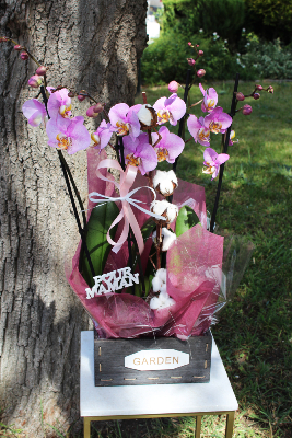 Fête des Mères - Panier d'orchidées Garden