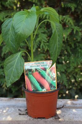 LÉGUME À PLANTER - Piment doux des Landes