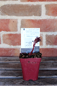 PLANTE VIVACE - Pivoine