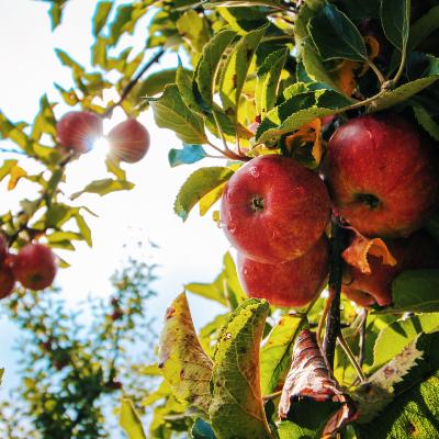 Les arbres fruitiers
