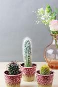 PLANTE GRASSE - Trio de mini-cactus