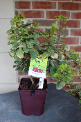 PLANTE D'EXTERIEUR - Arbre à perruques doré (Cotinus)