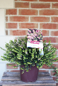 PLANTE D'EXTERIEUR - Bruyère Erica à Floraison d'Hiver