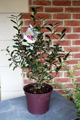 PLANTE D'EXTERIEUR - Camélia Sinensis Théier