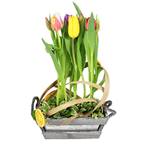 COMPOSITION DE TULIPES VARIÉES SANTAIN