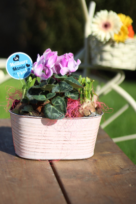 Fête des Grands-Mères - Composition de plantes variées