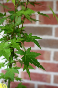 Erable du Japon - Acer Palmatum 'Orange Dream'