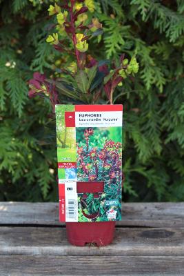 PLANTE VIVACE - Euphorbe