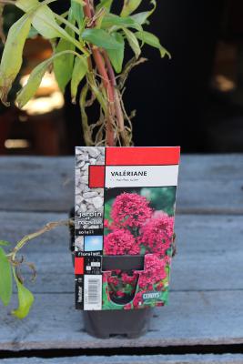 PLANTE VIVACE - Valériane