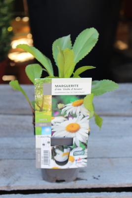 PLANTE VIVACE - Marguerite d’Été 