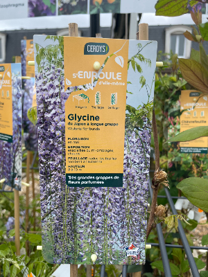 PLANTE GRIMPANTE - Glycine